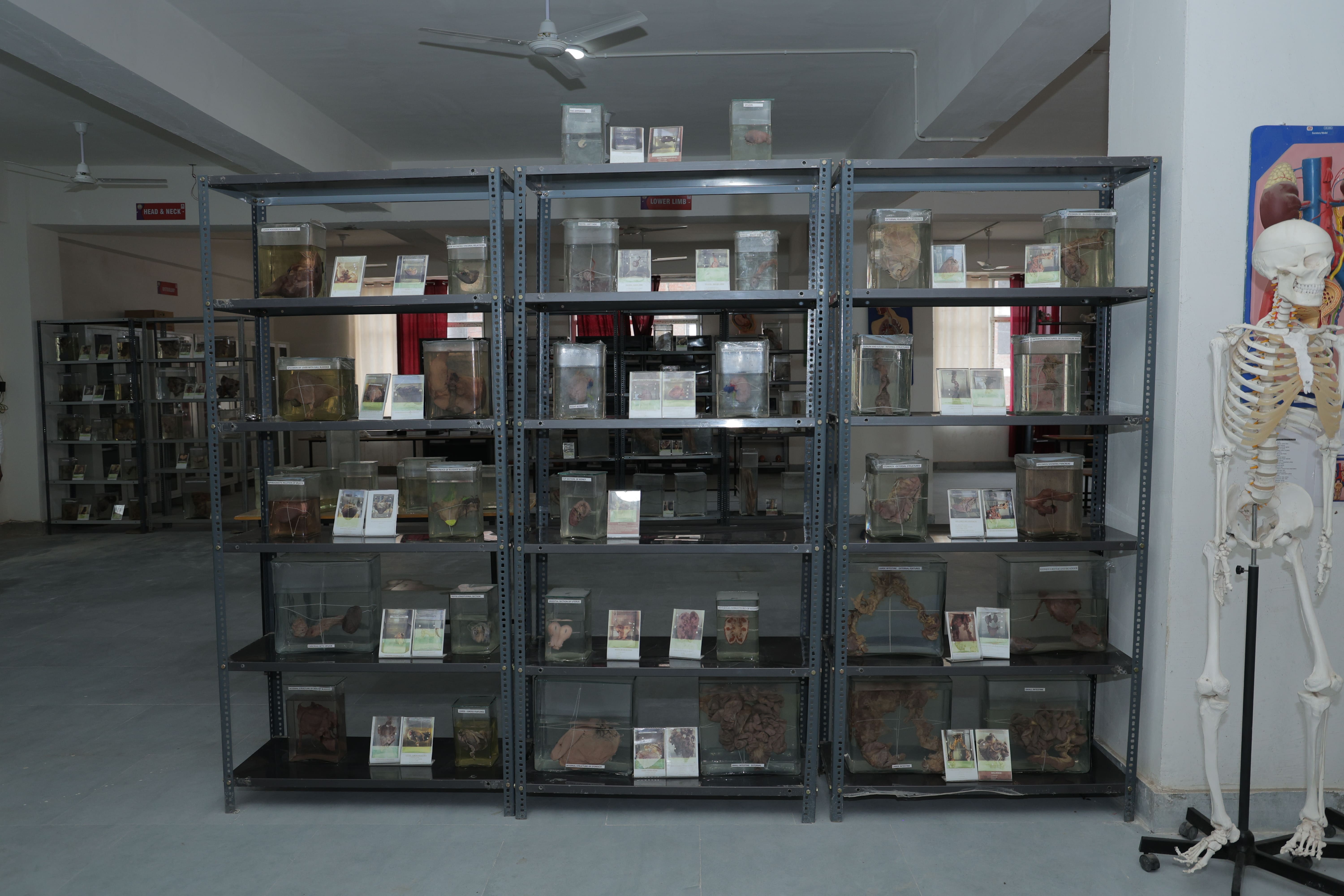 Anatomy department image